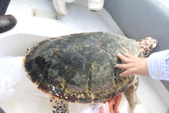 Thả cá thể đồi mồi về biển. (Ảnh: Nguyễn Thanh/Vietnam+)