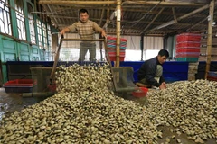 Thu hoạch ngao. (Ảnh: Minh Quyết/TTXVN)