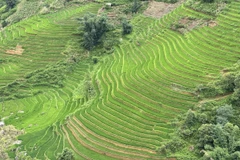 Xã Trung Chải mùa lúa xanh mượt mà phủ kín khắp sườn đồi. (Ảnh: Quốc Khánh/TTXVN)