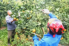 Chăm sóc vườn cam theo tiêu chuẩn VietGap tại thôn Bùi Xá, xã Đồng Thanh, huyện Kim Động, tỉnh Hưng Yên. (Ảnh: Đinh Văn Nhiều/TTXVN)