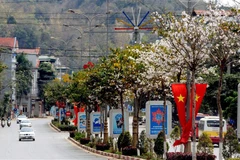 Hoa ban nở dọc tuyến Quốc lộ 6 dẫn vào thành phố Sơn La. (Ảnh: Quang Quyết/TTXVN)