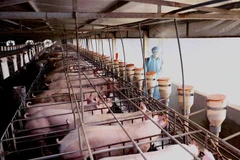 Trang trại thực hiện phun thuốc khử trùng tiêu độc khu vực chăn nuôi theo khuyến cáo của Chi Cục Thú y. (Ảnh: Vũ Sinh/TTXVN)