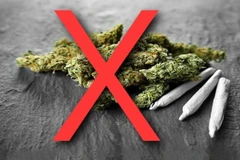 Cỏ Mỹ gây ảo giác mạnh, loạn thần. (Ảnh: Bệnh viện cung cấp)