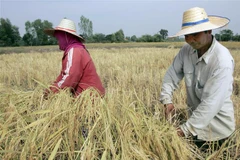 Nông dân thu hoạch lúa trên cánh đồng ở tỉnh Roi Et, Thái Lan. (Ảnh: AFP/TTXVN)