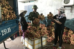 Người dân bán vải cho các cơ sở thu mua để xuất khẩu. (Ảnh: Tiến Vĩnh/TTXVN)