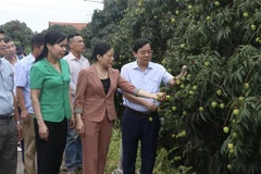 ''Thủ phủ'' vải lai chín sớm chuẩn bị vào mùa thu hoạch