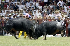 Ảnh minh họa. (Nguồn: TTXVN)