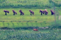 Binh sỹ Triều Tiên tham gia lao động sản xuất. (Nguồn: Yonhap/TTXVN)