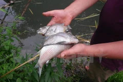 Ảnh minh họa. (Nguồn: Vietnam+)