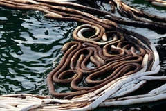 Dầu tràn. (Ảnh minh họa. AFP/TTXVN)