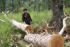 Rất nhiều cây gỗ căm xe bị đốn hạ tại tiểu khu 477, 484 của Vườn Quốc gia Yok Đôn. (Ảnh: Nguyễn Việt/Vietnam+)