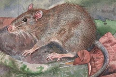 (Nguồn: bbc.co.uk)