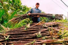 Ảnh minh họa. (Nguồn: kinhtenongthon.com.vn)
