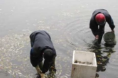 Các nhân viên thu dọn xác cá nổi trắng mặt hồ. (Nguồn: Internet)