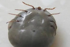 Loại bọ độc được phát hiện tại Hà Nam, Trung Quốc có hình dáng gần giống loài ve chó. (Nguồn: Internet)