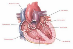 Ảnh minh họa. (Nguồn: Internet)