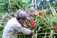 Vườn khóm son của gia đình anh Lâm. (Nguồn: tamgiangcity.vn)