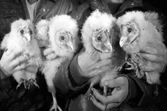 Bốn chú “gà mặt khỉ.” (Nguồn: Internet)