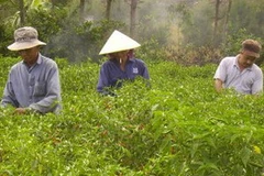 Thu hoạch ớt. (Ảnh minh họa. Nguồn: Internet)