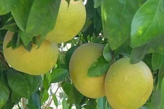 Bưởi Đoan Hùng. (Nguồn: phuthonews.com)
