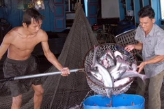 Thu mua cá tra. (Ảnh: Hoàng Hải/TTXVN)