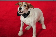 Chú chó Uggie.(Nguồn: theweek.co.uk)