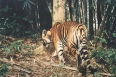 Hô tại vườn quốc gia Pù Mát. (Nguồn: WWF)