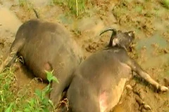 Trâu bò chết rét. Ảnh minh họa. (Nguồn: vnexpress)