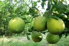 Bưởi Đoan Hùng. (Nguồn: agritrade.com.vn)