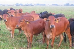 Ảnh minh họa. (Nguồn: nongnghiep.vn)