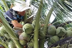 Ảnh minh họa. (Nguồn: Lê Sen/TTXVN)
