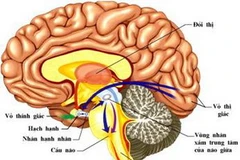 Ảnh minh họa. (Nguồn: Internet)