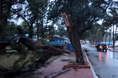 Cây lớn bị gió quật đổ bên bờ biển Đồ Sơn, Hải Phòng. (Ảnh: TTXVN)