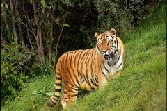 Hổ Siberia. (Nguồn: treknature.com)