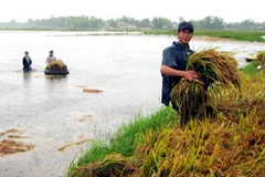 Nông dân huyện Mộ Đức, Quảng Ngãi thu hoạch lúa chạy lũ do ảnh hưởng của bão số 3. (Ảnh chỉ có tính minh họa. Thanh Long/TTXVN)
