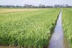 Ảnh minh họa. (Nguồn: khuyennonghue.org.vn)