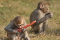 Ảnh minh họa. (Nguồn: rawstory.com)