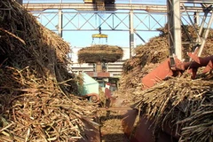 Đưa mía vào chế biến. Ảnh minh họa. (Nguồn: Đăng Lâm/TTXVN)