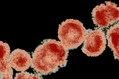 Virus corona. (Nguồn: allposters.com)