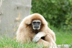 (Nguồn: khoahoc.com.vn)