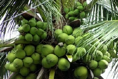 (Nguồn: thitruongtaichinh.vn)