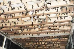 Một cơ sở nuôi yến trong nhà. (Ảnh minh họa. Nguồn: Internet)