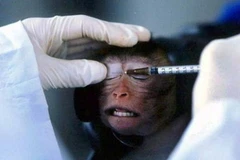 Một nhà nghiên cứu tiêm dung dịch thử nghiệm vào một chú khỉ. (Nguồn: AFP)