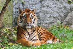 Ảnh minh họa. (Nguồn: Internet)