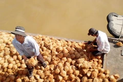 Nông dân vận chuyển dừa. (Nguồn: bentre.gov.vn)
