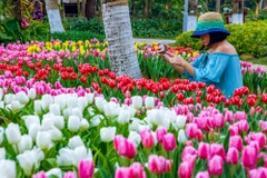 Nhân dịp kỷ niệm 45 năm thiết lập quan hệ ngoại giao Việt Nam - Hà Lan, gần 180.000 cây hoa tulip sẽ đua nhau khoe sắc tại lễ hội hoa 'Sắc màu Hà Lan' đang diễn ra tại khu đô thị Ecopark trong dịp Tết Dương lịch 2019. (Ảnh: PV/Vietnam+)