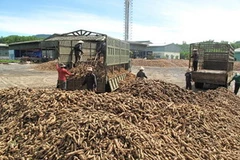 Thu mua sắn nguyên liệu tại Nhà máy sản xuất tinh bột sắn Sơn Hải. (Ảnh: Nguyễn Đăng Lâm/Vietnam+)