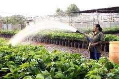 Chăm sóc cây giống càphê. (Ảnh: Trần Tuấn/TTXVN)