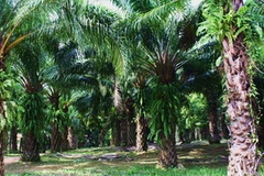 Phát hiện loại gene có thể làm tăng sản lượng dầu cọ