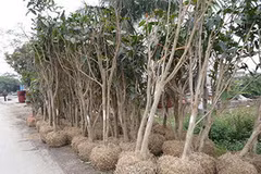 Cây hải đường. (Nguồn: Dân Trí)